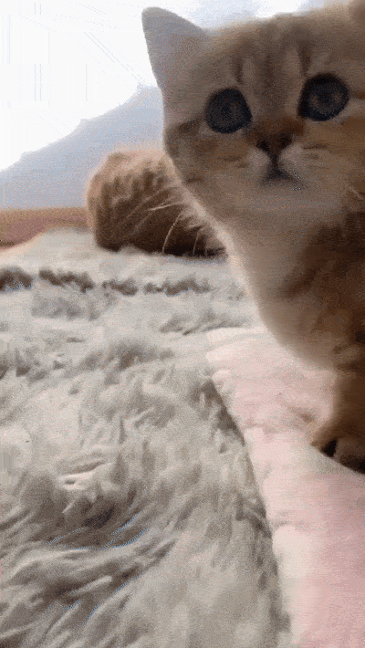 wfyokyga - Kiciuś typu mały