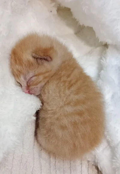 Timer_555 - #przegryw