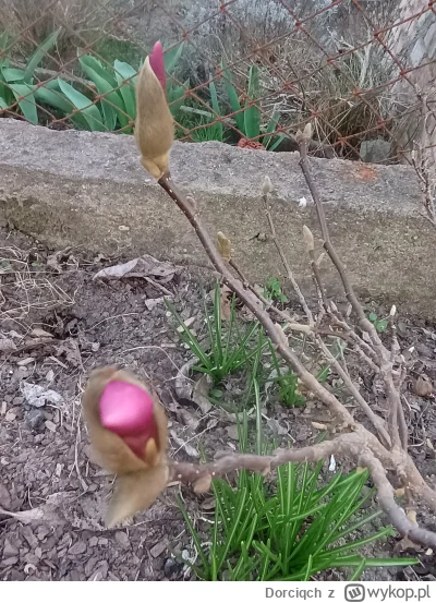 Dorciqch - @Dorciqch jeszcze chwila i ta piękność będzie cieszy. Oko kwiatami (｡◕‿‿◕｡...