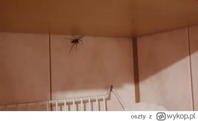 oszty - Jakbyście się zastanawiali to taki pająk potrafi wejść pod szafkę gdzie jest ...