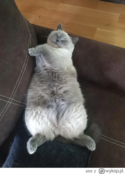 atol - grubas śpi ( ͡° ͜ʖ ͡°) #koty #pokazkota