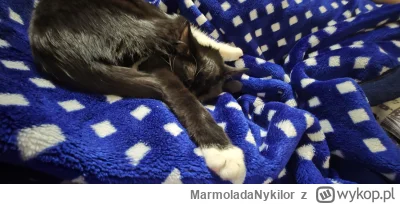 MarmoladaNykilor - #kot #pchelkafanclub Yoga