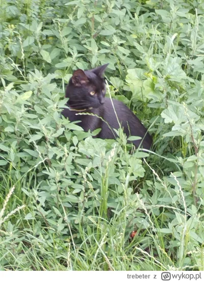 trebeter - @trebeter: