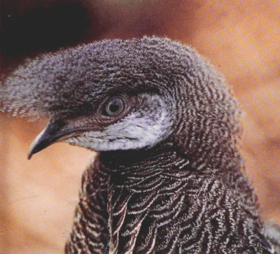 wfyokyga - D--------o masz fryza birb wariacie