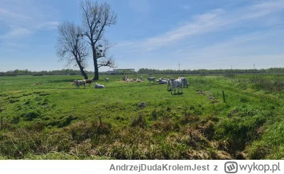 AndrzejDudaKrolemJest - Tutaj krowy w niektórych #!$%@? pod Nakłem - tutaj szlaku tur...