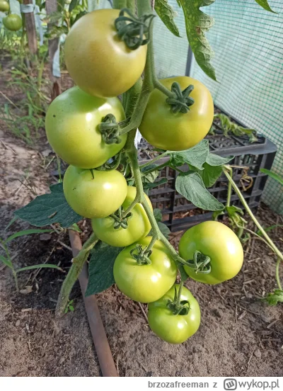 brzozafreeman - Czy u was też w tym roku jest problem z dojrzewaniem pomidorów?

Zawi...
