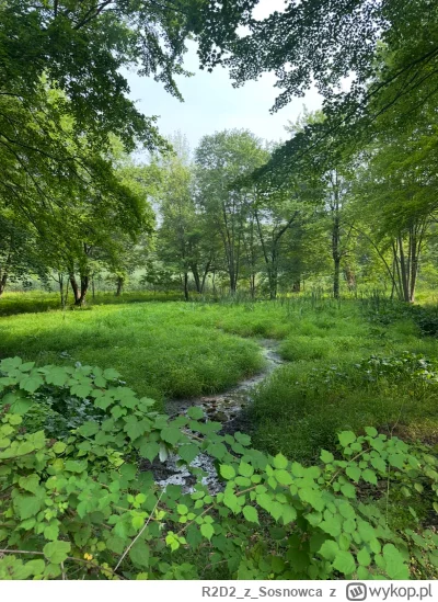 R2D2zSosnowca - Jest i #bajorko sierpniowe 
#r2d2zwiedza #natura #usa ʕ•ᴥ•ʔ