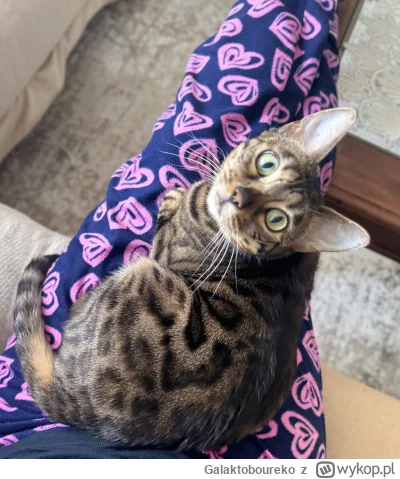 Galaktoboureko - #koty #pokazkota kotek na kolanach, lodówka wypełniona poświątecznym...