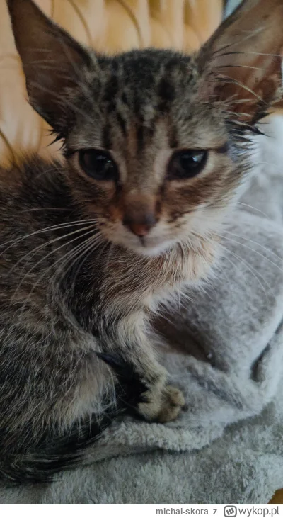 michal-skora - Różowa uratowała bezdomnego kota. Stary i kot po jednym dniu na home o...