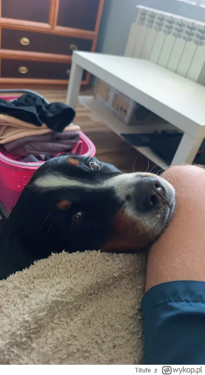 Titufe - @wybryk_natury to łap też moją foczkę