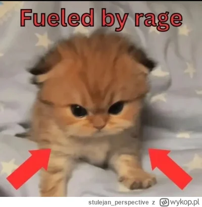 stulejan_perspective