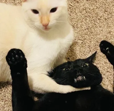 dywergent - to twoj koniec