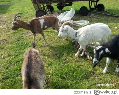 xxxmen - @WH40K: wszystkie kadyrowy na razie zdrowe