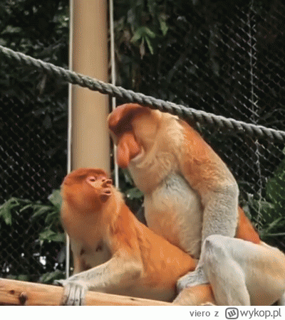 viero - #heheszki #nosaczsundajski #konkursnanajbardziejgownianymemznosaczem