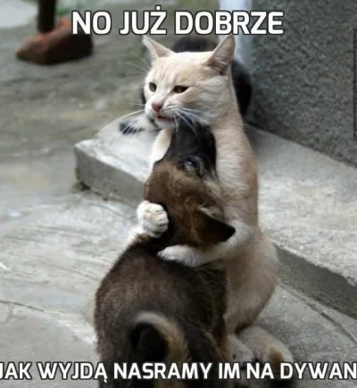 rysiek-dunaj - #heheszki #koty #psy