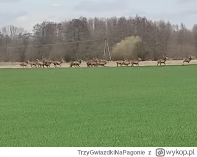 TrzyGwiazdkiNaPagonie - Stado jeleni chłopu pole odwiedziło 
#przegryw #zwierzaczki #...