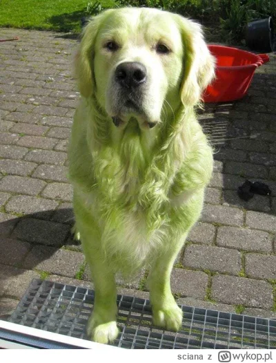 sciana - Biały pies po wytarzaniu się na świeżo skoszonym trawniku.