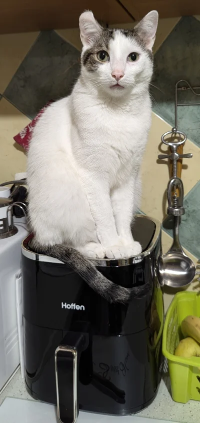 vulcanitu - #koty #pokazkota 
Chyba chce frytki