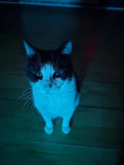 Mete0o - #pokazkota mój 15letni kot ciągłe trzyma formę