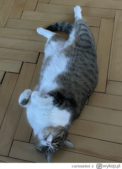 curiousboi - Basically its a fish #koty #pokazkota #spaslak