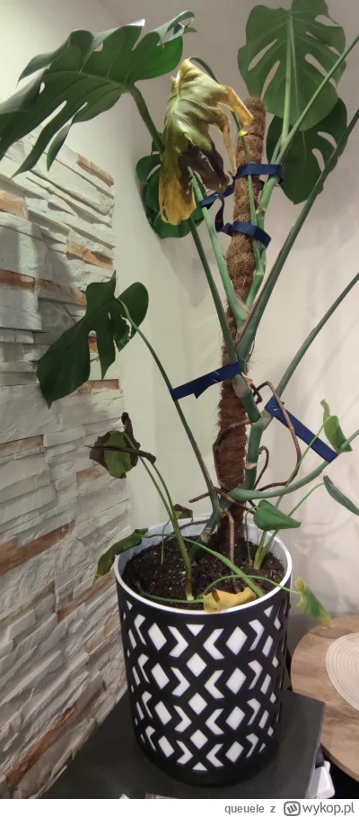 queuele - Co jej jest? 

#kwiaty #kwiatydoniczkowe #rosliny #roslinydoniczkowe