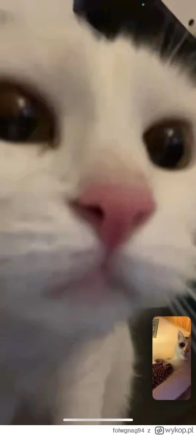 folwgnag94 - Zorganizowałem kotom rozmowę na FaceTime XD

#heheszki #koty #kot #smies...