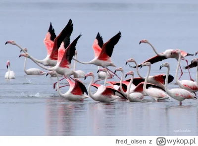 fred_olsen - Polecam oglądanie flamingów na jeziorze Korission, niedaleko Moraitiki.
...
