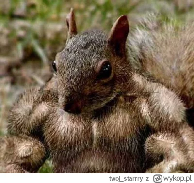 twoj_starrry - #sebcel 

Wiewiórki z lasu w którym seba nagrywa swoje przemyślenia po...