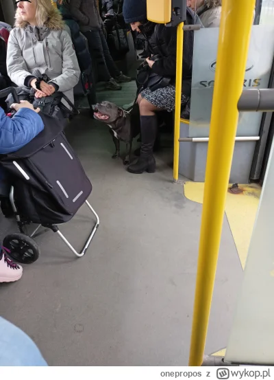 onepropos - Taka sytuacja w warszawskim autobusie ( ͡° ͜ʖ ͡°)
#warszawa #psy #komunik...