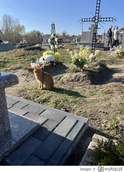 langer - #koty #koteczkizprzypadku

Cmentarny kitku