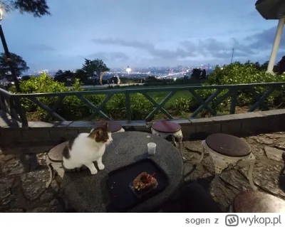 sogen - @salo91: w Stambule widziałem transwestytów normalnie chodzących  po ulicy za...