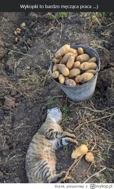 Burak_purpurowy - Prawda, że męcząca?