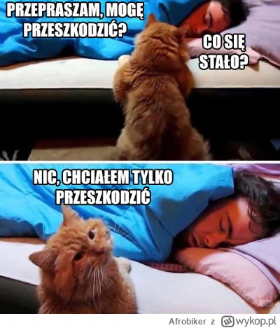 Afrobiker - #heheszki #koty