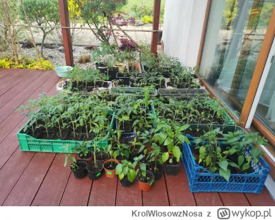 KrolWlosowzNosa - Drugie hartowanko ( ͡° ͜ʖ ͡°)

#ogrodnictwo