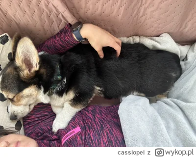 cassiopei - Pan Foton wyzdrowiał, zabawka została wydalona (｡◕‿‿◕｡)

#pokazpsa #corgi...