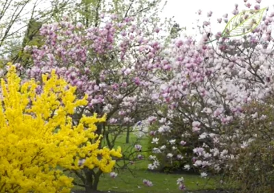 Bramborr - Mirunki co to za roślina w tle, różowo-białe kwiaty?
#ogrod #rosliny #ogro...