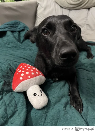 Vilyen - Czy PsychoMorka może plusika? #pokazpsa