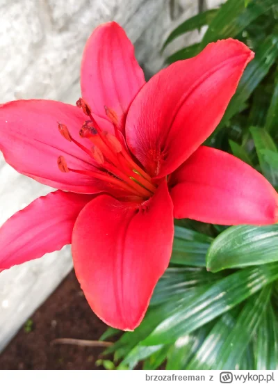 brzozafreeman - @brzozafreeman: