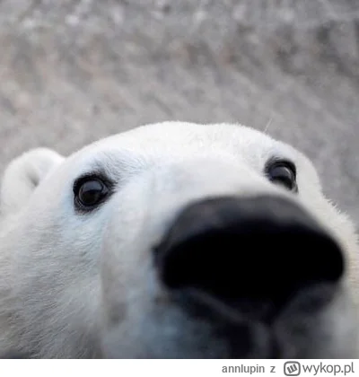 annlupin - @krystiano_ps3: cotam