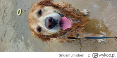 Snusmumriken_ - Mokry pjemsek, szczemsliwy pjesek (｡◕‿‿◕｡)
#pokazpsa #pjesel #smieszn...