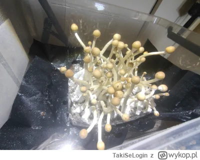 TakiSeLogin - #grzybki #psylocybina #psylocybycontent #psychodeliki #narkotykizawszes...