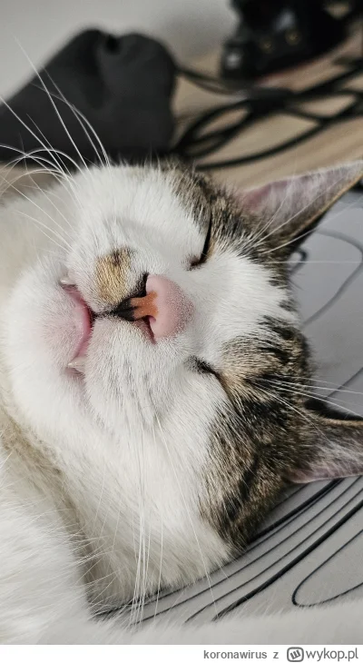 koronawirus - @medeiS7 Moj Jasiu tez ma plamkę przy nosku, moze bracia