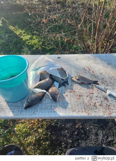 pafffel - Będą kotlety z karasi