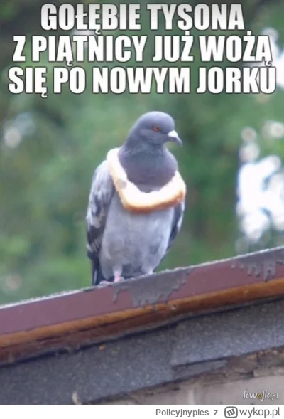 Policyjnypies - @pogodny_mis65: