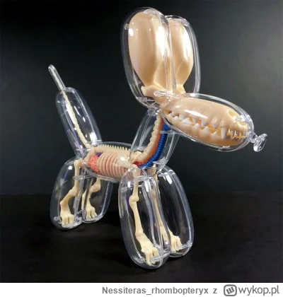 Nessiteras_rhombopteryx - Anatomia balona