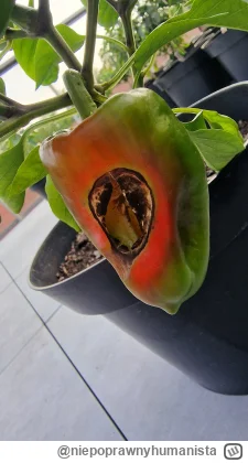 niepoprawnyhumanista - tu poprzednia papryka, zrobila sie juz dziura