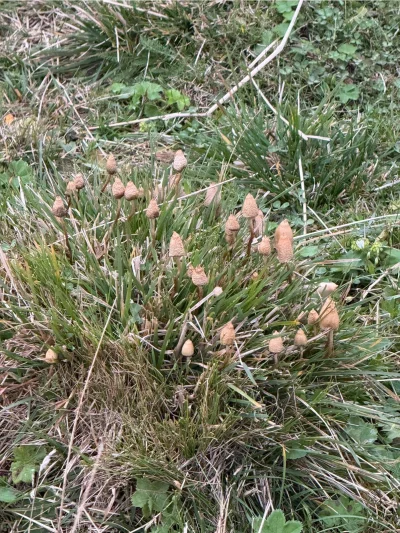 eplekake - Ale wysypało w tym roku! dwie godzinki schylania sie i mam zapas chyba na ...