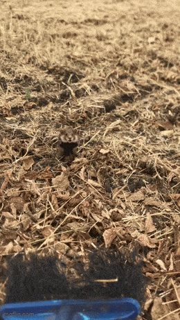 wfyokyga - Ale się wsciek