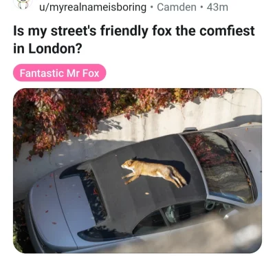 cheeseandonion - #lisek #zzr