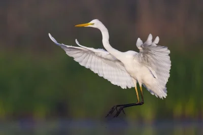 Lifelike - Czapla biała (Ardea alba)
Autor
#photoexplorer #fotografia #ornitologia #p...